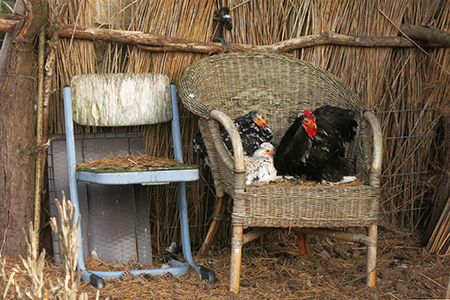 Korbsessel  mit drei H&uuml;hnern