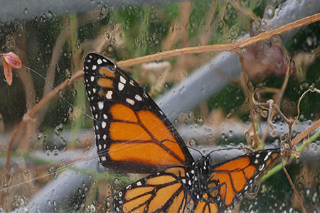 Monarch Falter
