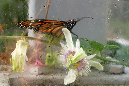 Monarchfalter auf Passionsbl&uuml;te