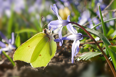 Zitronenfalter auf Blaustern