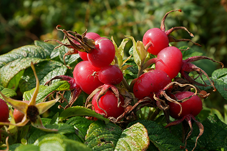 Kartoffelrose Hagebutten