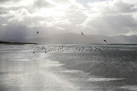 Irische See mit V&ouml;geln