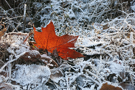 Rotes Ahornblatt im Winter