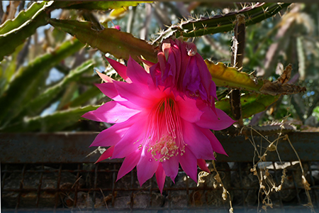 Pinke Kaktusbl&uuml;te