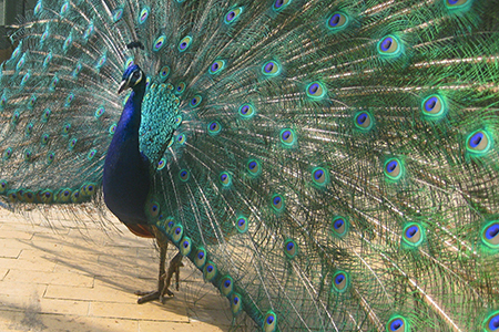 Pfau