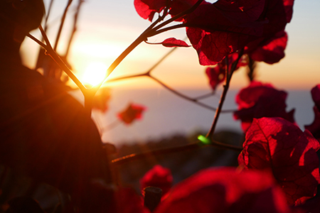 Bougenvilie mit Abendrot und Meer