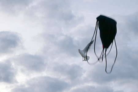 M&ouml;we mit fliegendem Rucksack